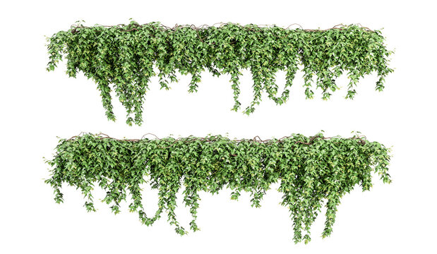 Green creeper isolated on white in 3d rendering	
