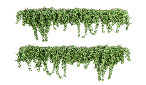 Green creeper isolated on white in 3d rendering	
