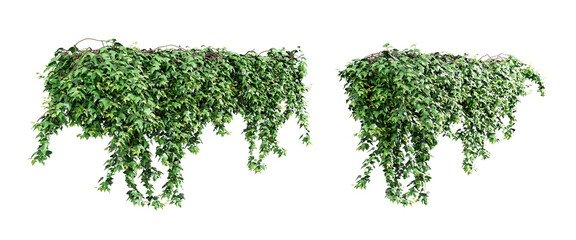 Green creeper in 3d isolated on white background