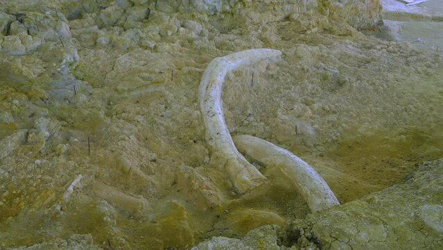 Mammoth tusks at the Orce site. First settlers of Europe. orce. Hu&eacute;scar region. Geopark of Gorafe. Grenada Province. Andalusia. Spain. Europe