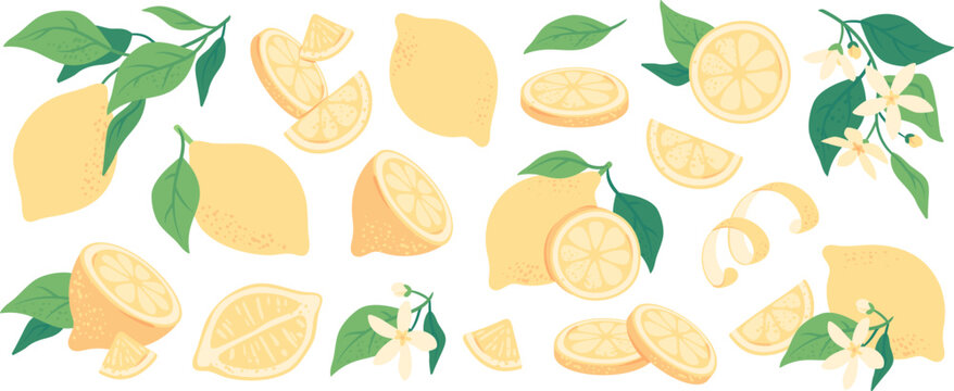 Summer fresh juicy lemons, lemon slices and peel, vitamin rich citrus fruits. Hand drawn tree branch with leaves, flowers and ripe lemon, organic lemonade ingredient, vegetarian diet food vector set