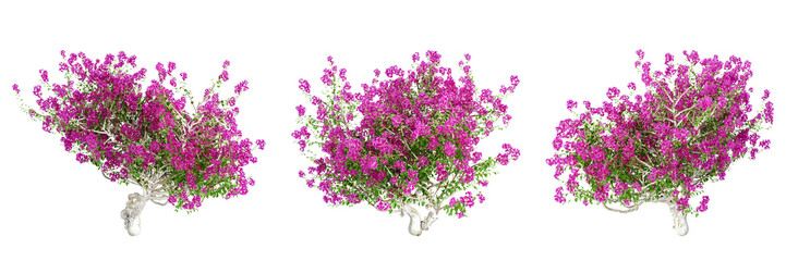 Bougainvillea plants isolated on white background