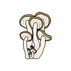 Mushroom, great design for any purposes. Doodle vector illustration. Edible mushrooms and toadstools. Healthy food illustration. Autumn forest plants sketches for textiles, wallpaper, coloring