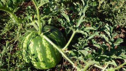 Young Growing Watermelon