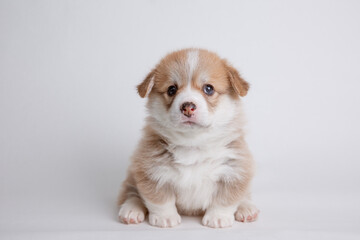 a welsh corgi puppy sits on a white background