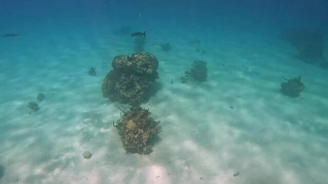 A barracuda swimming in the ocean near Cayman Islands.