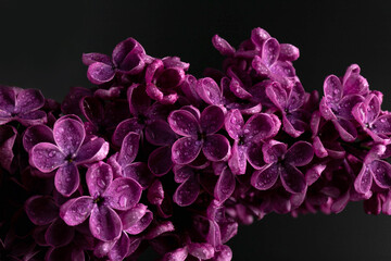 Lilac (lat.Syringa vulgaris) closeup in the spring on a black background.
