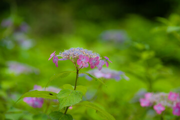 初夏に咲く紫陽花