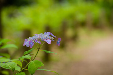 初夏に咲く紫陽花