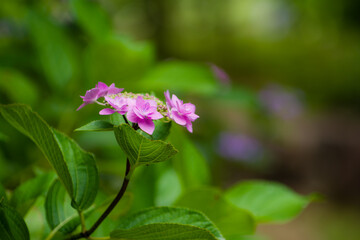 初夏に咲く紫陽花