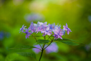 初夏に咲く紫陽花