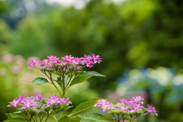 初夏に咲く紫陽花