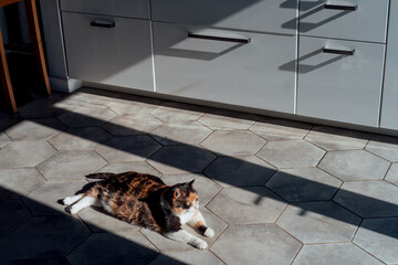 Pleased, well-fed, lazy multicolor adult cat relaxing on the hexagon shape tiles floor in a modern kitchen in hard light and shadows. Funny fluffy cat in home atmosphere. Selective focus, copy space