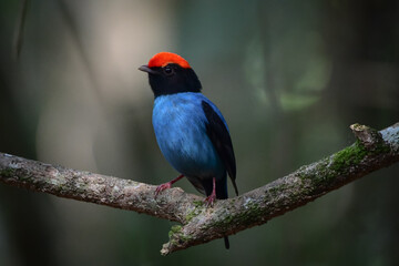 Swallow-tailed Manakin (Chiroxiphia caudata)