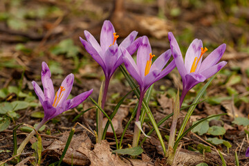Purple beautiful blooming crocuses in spring against the background of grass