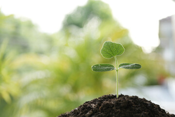 Small growing plant sprout on black soil
