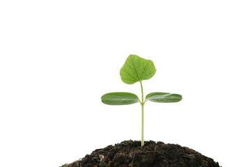 Small growing plant sprout on white isolated background