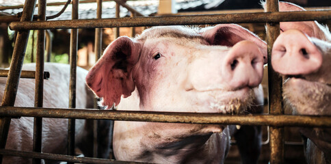 Portrait of cute breeder pig with dirty snout, Close-up of Pig's snout.Big pig on a farm in a pigsty, young big domestic pig in stable © NARONG
