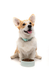 Dog with food on a white background. - 613522807