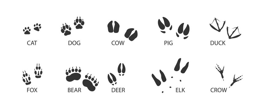 Animal tracks black set icon. Foot print of animal and bird. Vector isolated illustration