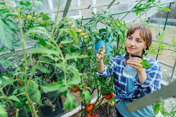 Young woman spraying nature fertilizer on tomato plants in the greenhouse. Organic food growing and gardening. Eco-friendly care of vegetables. Urban farming lifestyle. food self-sufficiency.