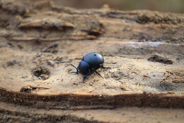 Beetle with water drops on a dirty and wet log, macro closeup in wildlife.