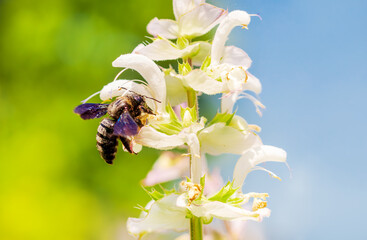 violet carpenter bee species xylocopa violacea. Blue-black wooden bee (Xylocopa violacea, german...