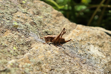 Brown grasshopper on a rock in nature, macro closeup in wildlife.