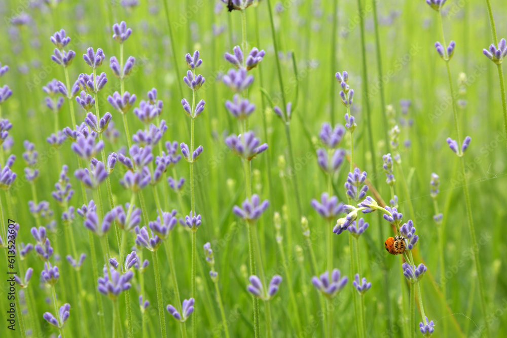 Wall mural wild lavender. lavender in different shades growing outside the house. lavender.