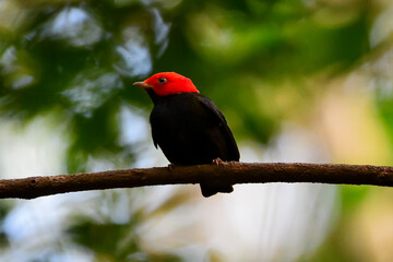 Red-headed Manakin (Ceratopipra rubrocapilla)