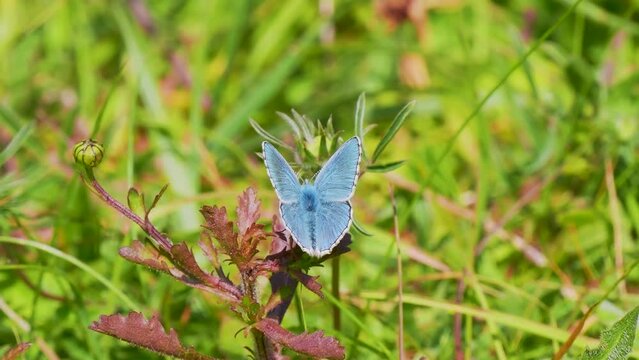 Adonis Blue Butterfly. Wings Open.