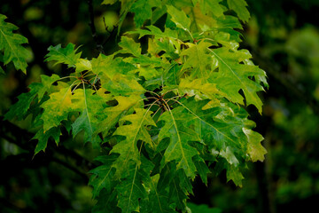 background autumn banner, green, yellow natural blurred bokeh lights, juicy green oak foliage, Quercus palustris flutter in wind, early autumnal season, good weather, natural, environmental concept