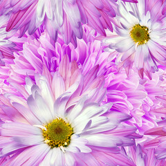 Obraz premium Seamless pink floral background. Flowers chrysanthemums and petals peonies. Close up.