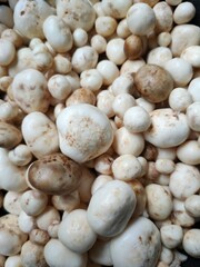 This is a mushroom