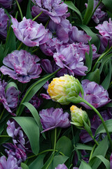 Dutch tulips. Blue or lilac and yellow tulips variety, close-up.