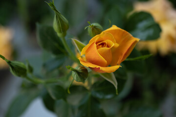 Rose Lusatia. Closeup on orange petals single flower on a balcony garden.