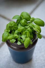 Young green basil in a blue cup in a small balcony garden.