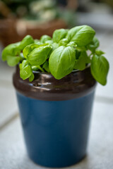 Young green basil in a blue cup in a small balcony garden.