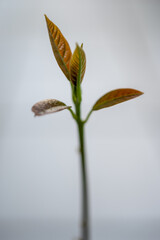 Avocado sprout, first few leaves, close-up