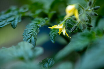 Flowering cherry tomato, close-up on some details of the plant