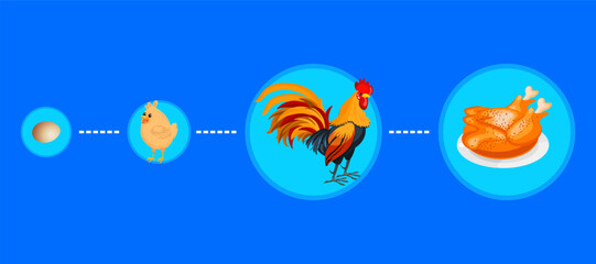 illustration design. eggs become chicks grow into adult chickens and become fried chickens.
