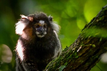 Hybrid marmoset