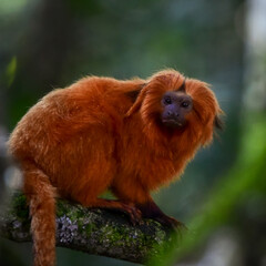 Golden Lion Tamarin (Leontopithecus rosalia)
