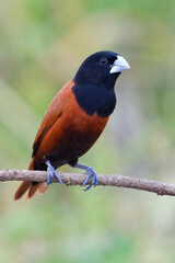 Chestnut Munia bird