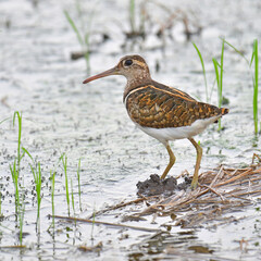 Greater Painted-snipe bird