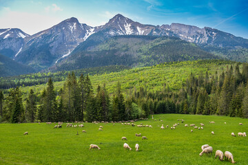 A shepherd tends her shorn sheep at the foot of the Belianske Tatras, Slovakia.