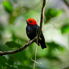 Red-headed Manakin (Ceratopipra rubrocapilla)