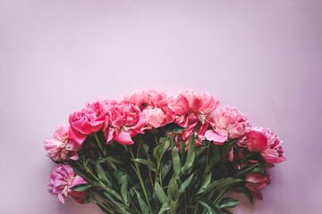 Beautiful pink peony flowers on a pink background with copy space for your text top view and flat lay style