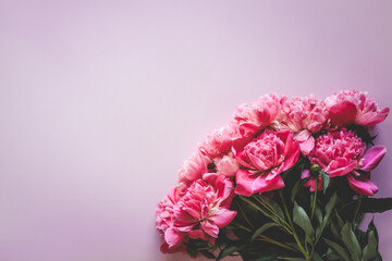 Beautiful pink peony flowers on a pink background with copy space for your text top view and flat lay style