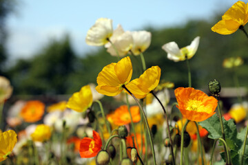 Icelandic Poppy blooms moving in the breeze, Derbyshire England
